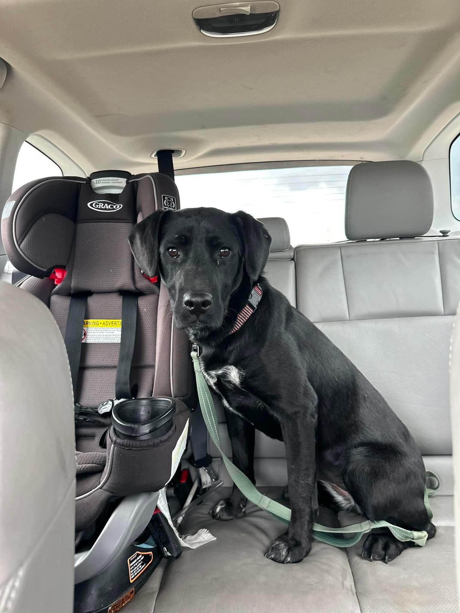 Enlarge Ivy, an adopted Mixed Breed in Sioux Falls, SD image 5/5