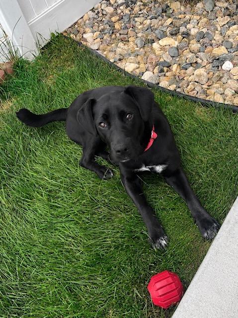Ivy, adopted, Puppy Female Mixed Breed.