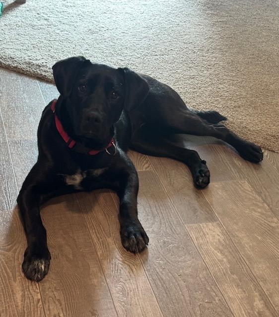 Enlarge Ivy, an adopted Mixed Breed in Sioux Falls, SD image 3/5