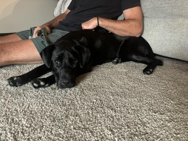 Enlarge Ivy, an adopted Mixed Breed in Sioux Falls, SD image 4/5