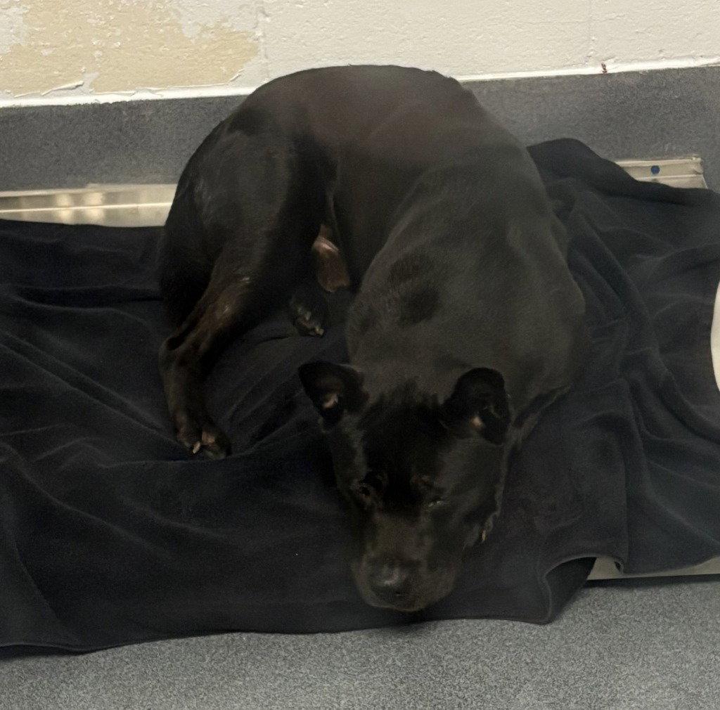 Enlarge DA 11 Salem, a Adoptable mixed breed in Glen Allen, VA image 1/1