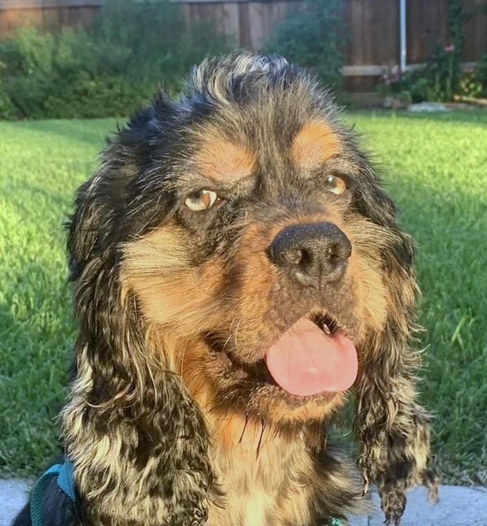 Sully, Adopted, Young Male Cocker Spaniel.