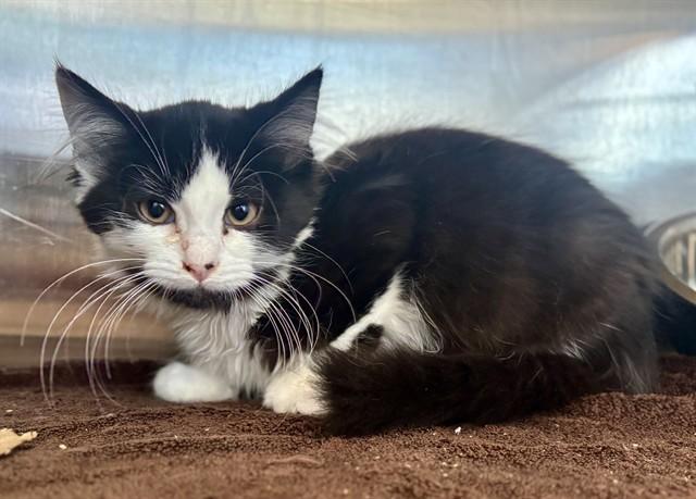 NOW'N LATER, Adoptable, Kitten Male Domestic Medium Hair.