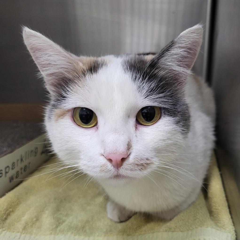 Nora, Adoptable, Young Female Domestic Short Hair & Calico.