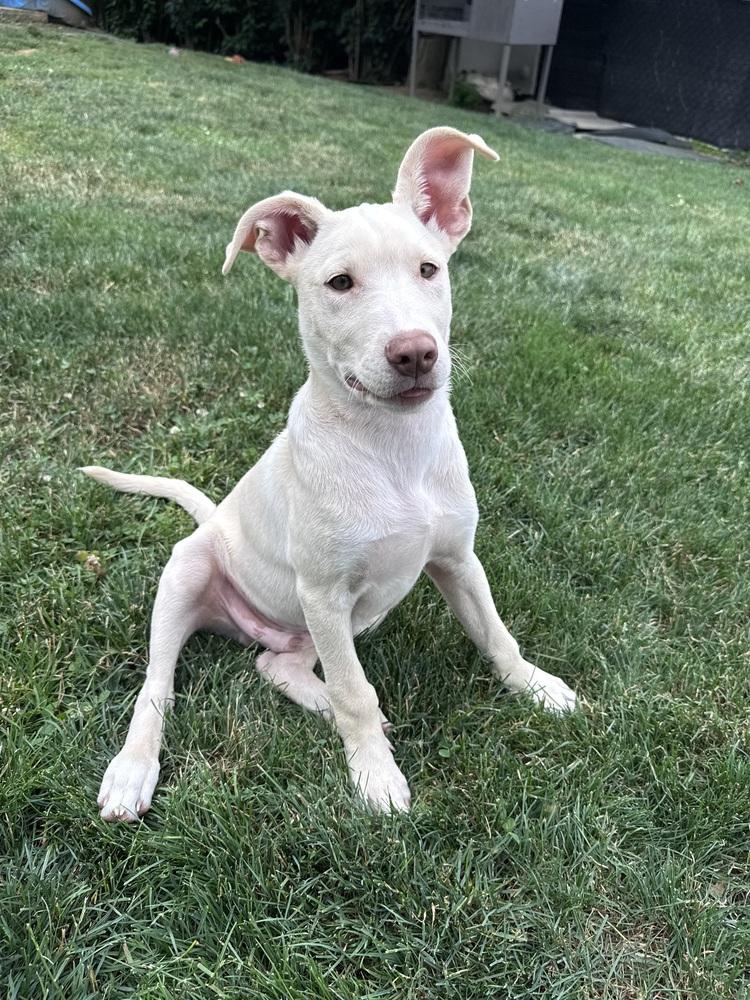 Homer, Adoptable, Puppy Male Husky & Labrador Retriever.