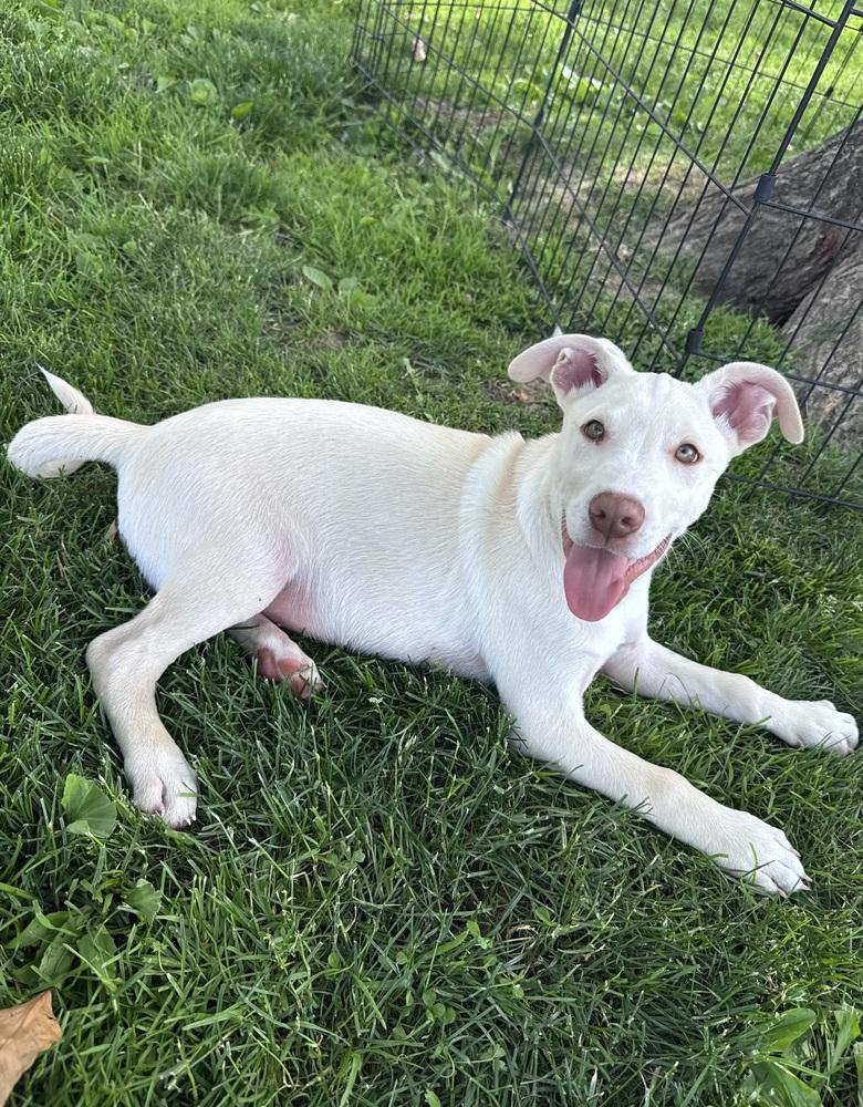 Enlarge Homer, a Adoptable mixed breed in Springdale, PA image 2/6