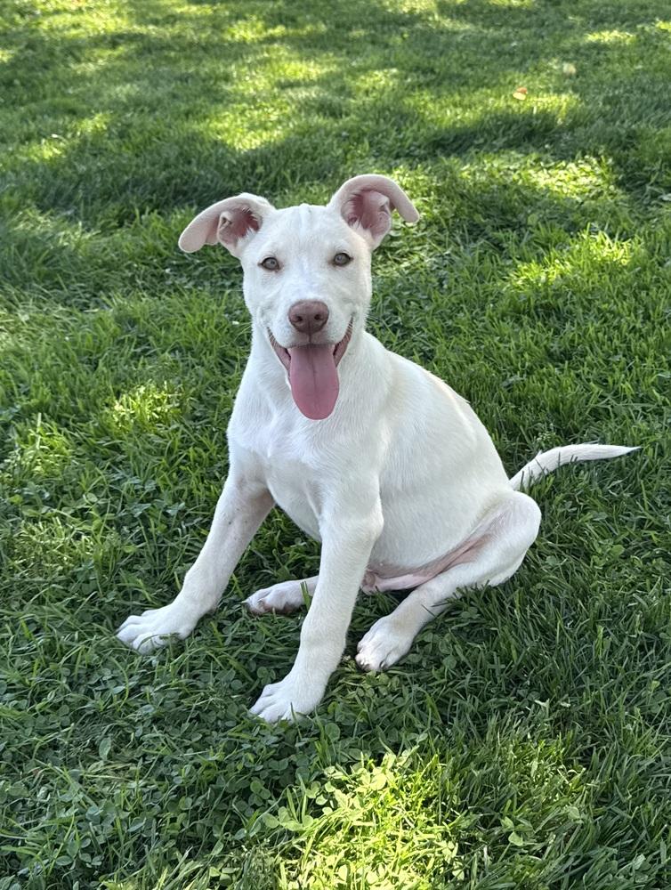 Enlarge Homer, a Adoptable mixed breed in Springdale, PA image 3/6