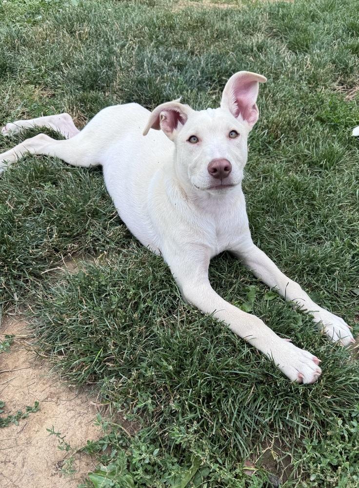 Enlarge Homer, a Adoptable mixed breed in Springdale, PA image 4/6