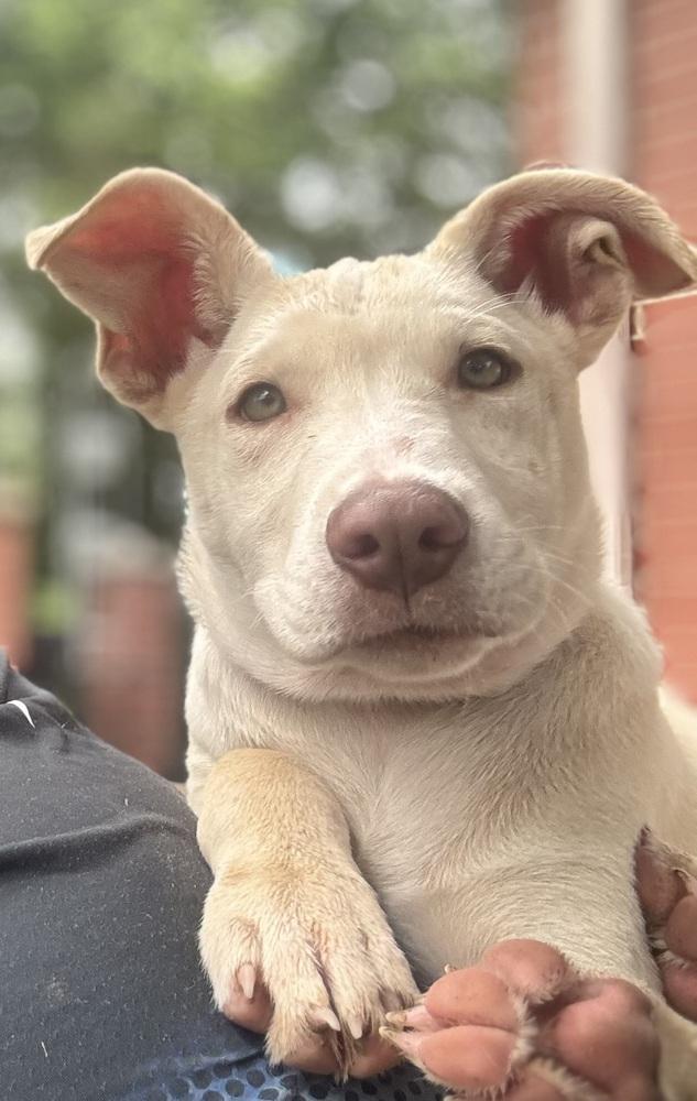 Enlarge Homer, a Adoptable mixed breed in Springdale, PA image 5/6