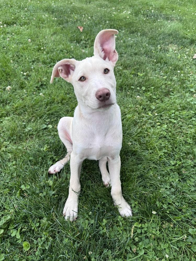 Enlarge Homer, a Adoptable mixed breed in Springdale, PA image 6/6