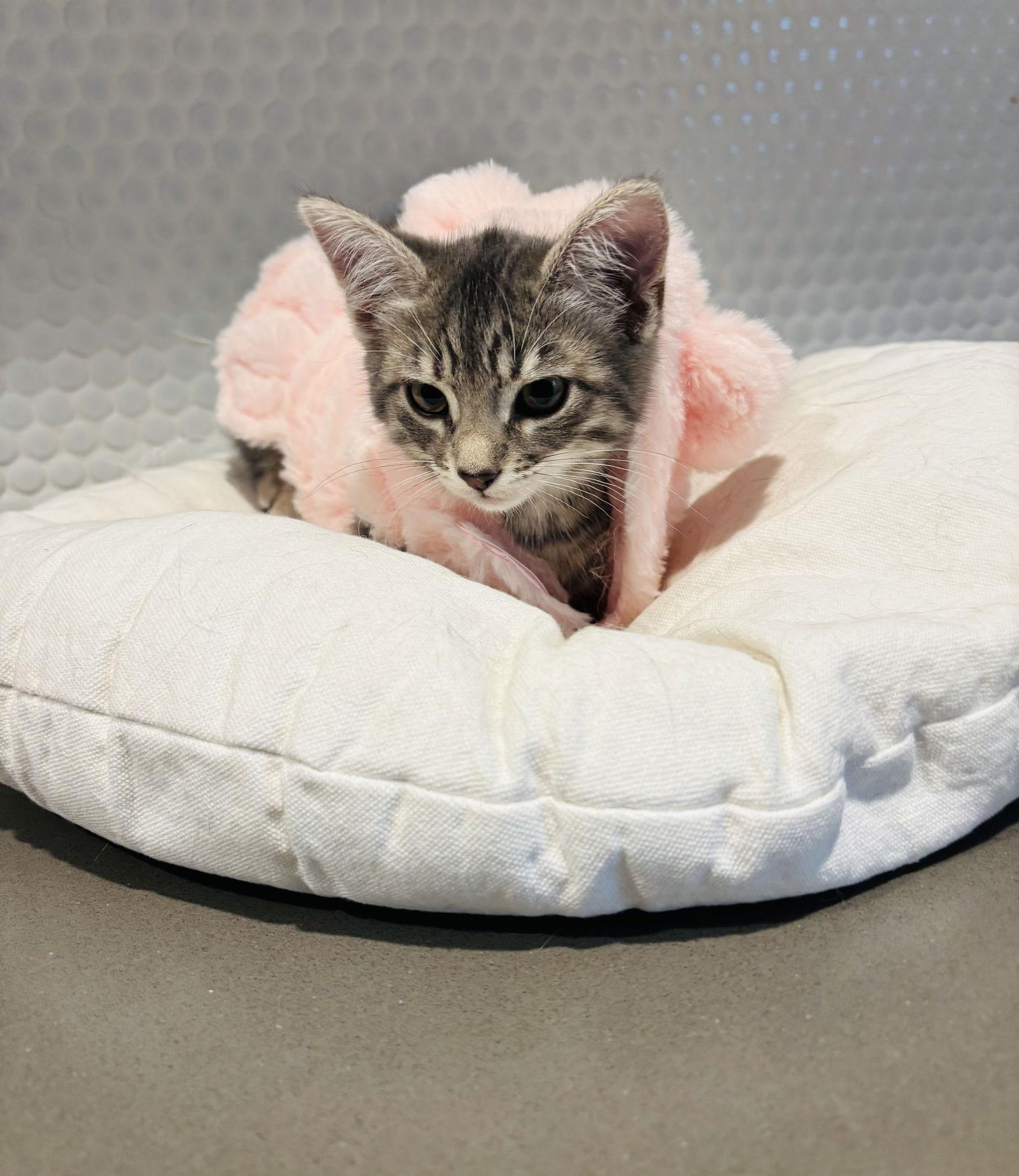 Piper, Adoptable, Kitten Female Domestic Short Hair.
