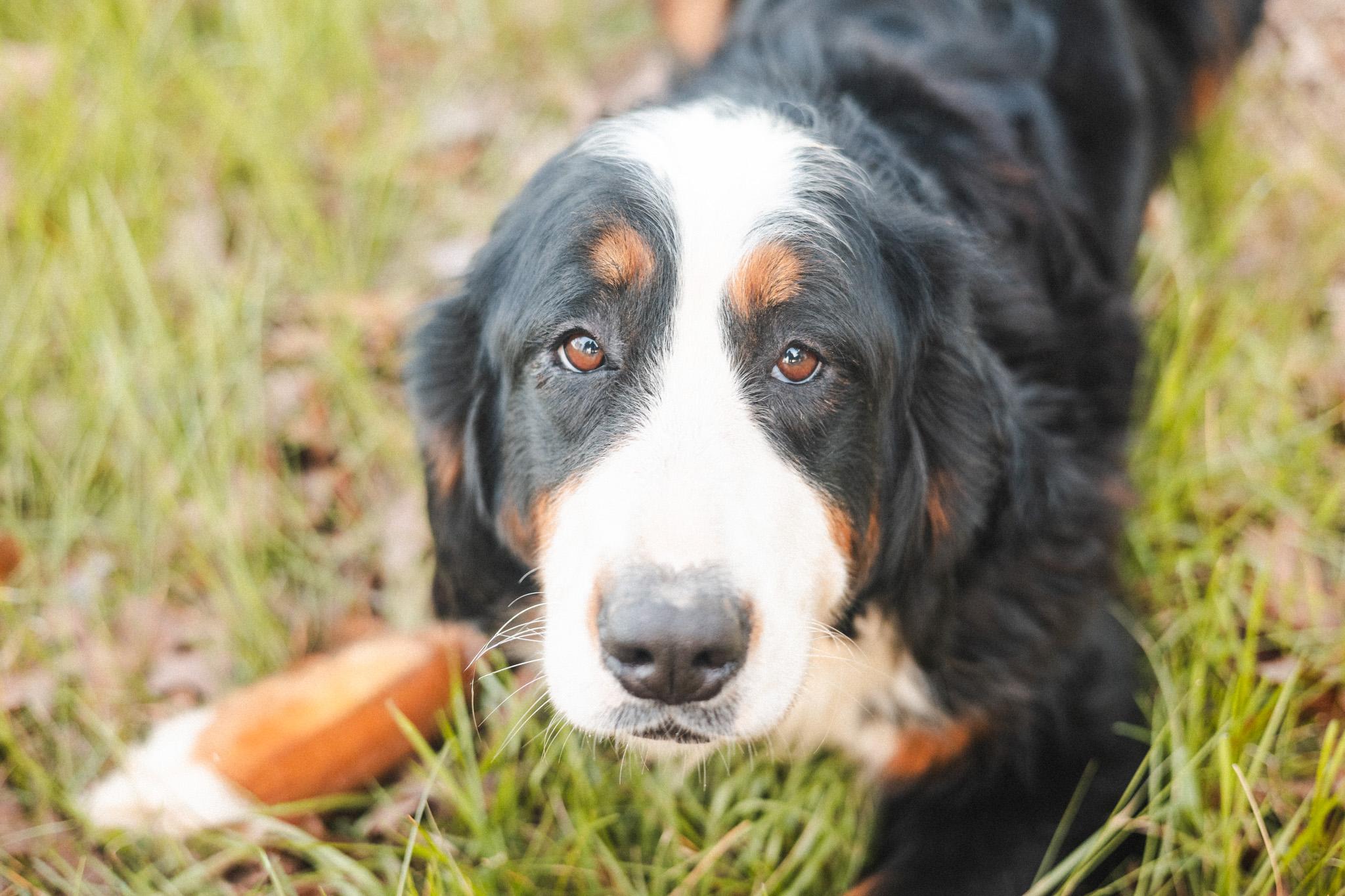 Enlarge Bernadette-Transport, an adopted Bernese Mountain Dog in Washington, PA image 1/6