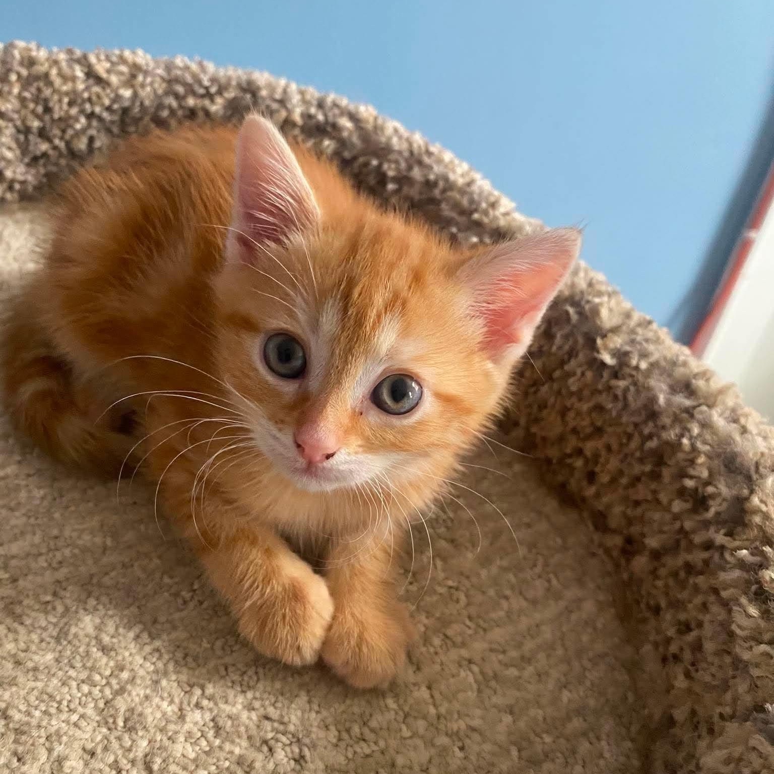 Enlarge Biscuit, an adopted American Shorthair in Danbury, CT image 1/1