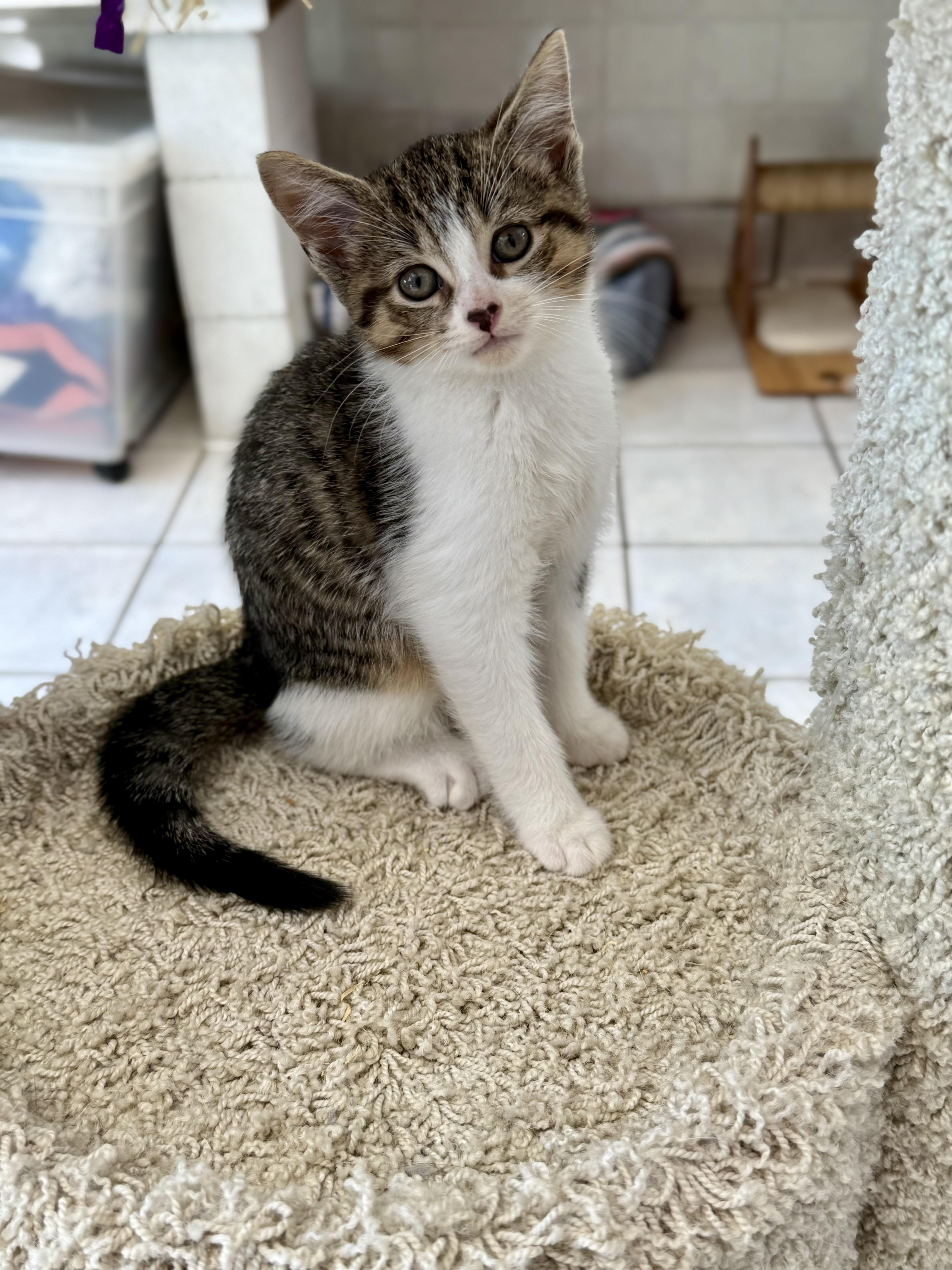 Rico, Baby Male unknown