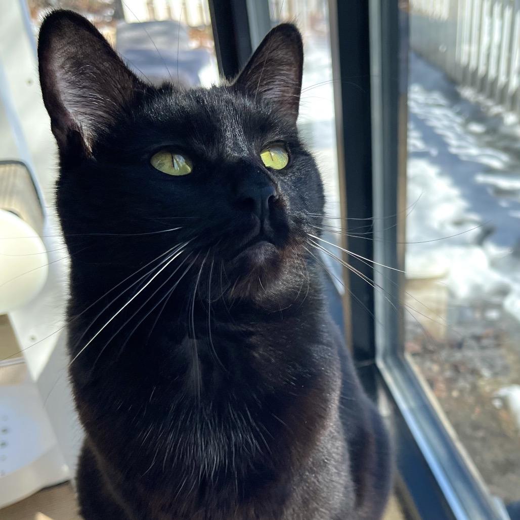 Zora, a Adoptable Domestic Short Hair in Deerfield, IL image 1/5