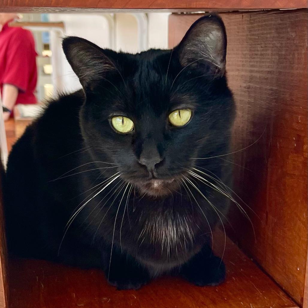 Zora, Adoptable, Adult Female Domestic Short Hair.