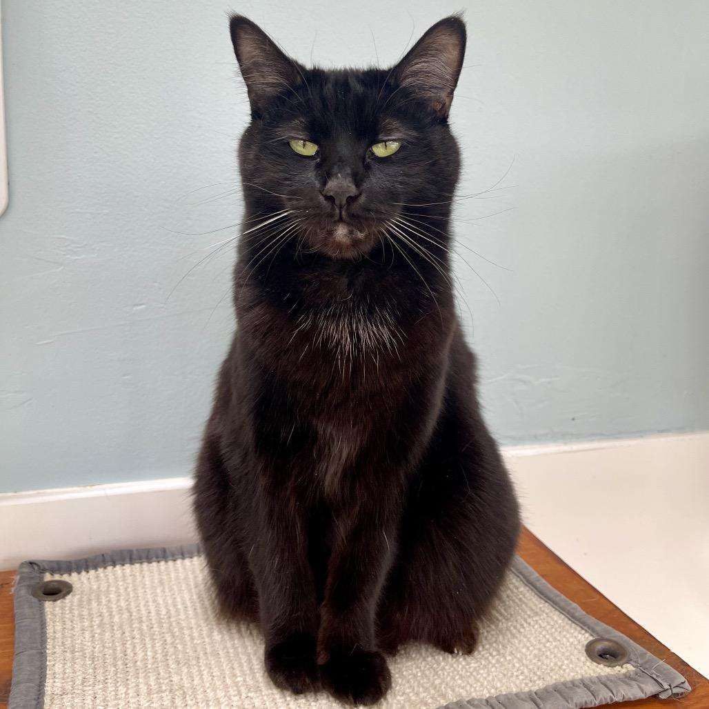 Enlarge Zora, a Adoptable Domestic Short Hair in Deerfield, IL image 1/5