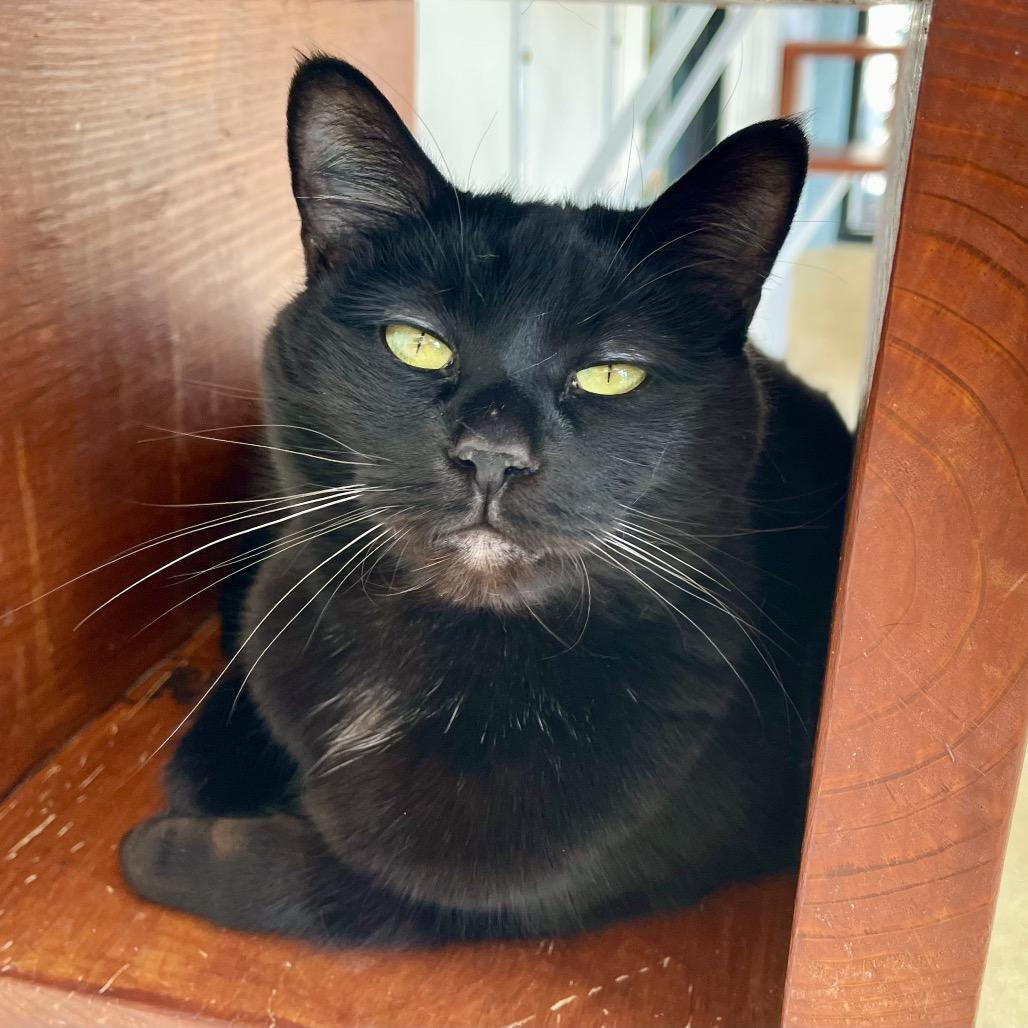 Zora, a Adoptable Domestic Short Hair in Deerfield, IL image 3/5