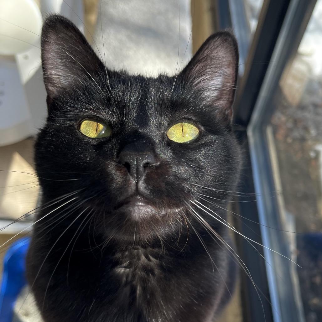 Enlarge Zora, a Adoptable Domestic Short Hair in Deerfield, IL image 2/4