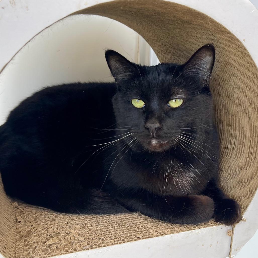 Enlarge Zora, a Adoptable Domestic Short Hair in Deerfield, IL image 2/5