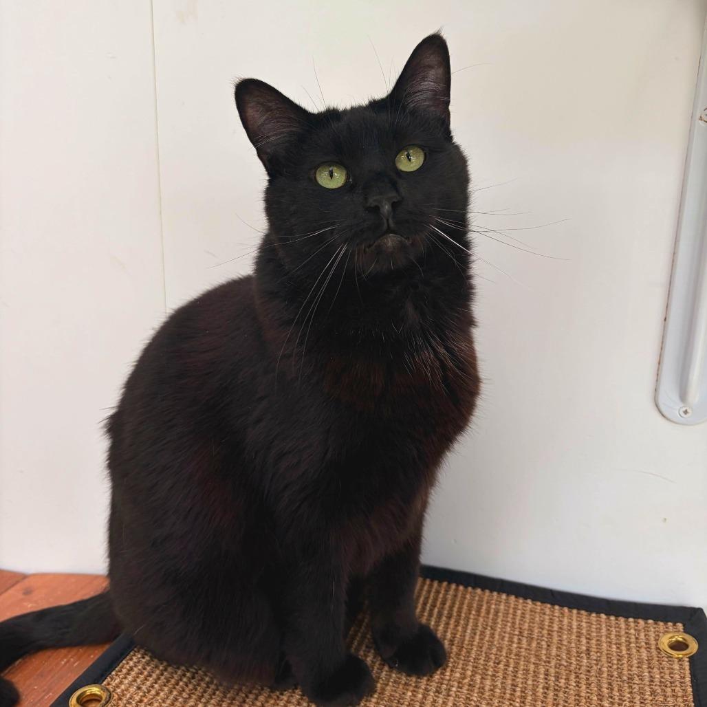 Enlarge Zora, a Adoptable Domestic Short Hair in Deerfield, IL image 4/5