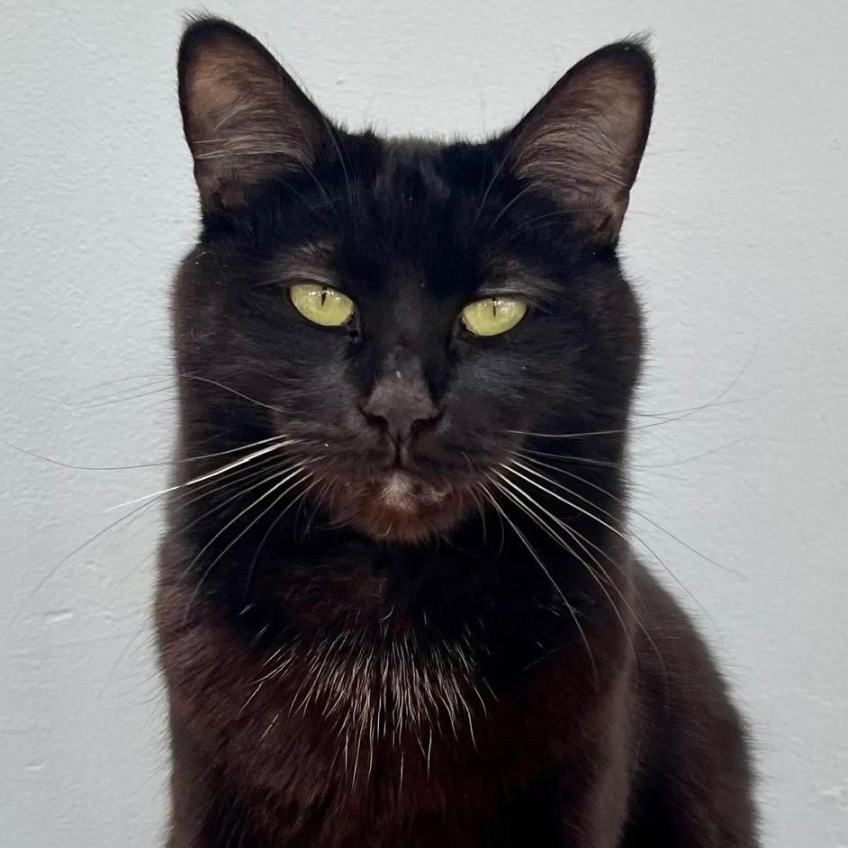 Enlarge Zora, a Adoptable Domestic Short Hair in Deerfield, IL image 3/5