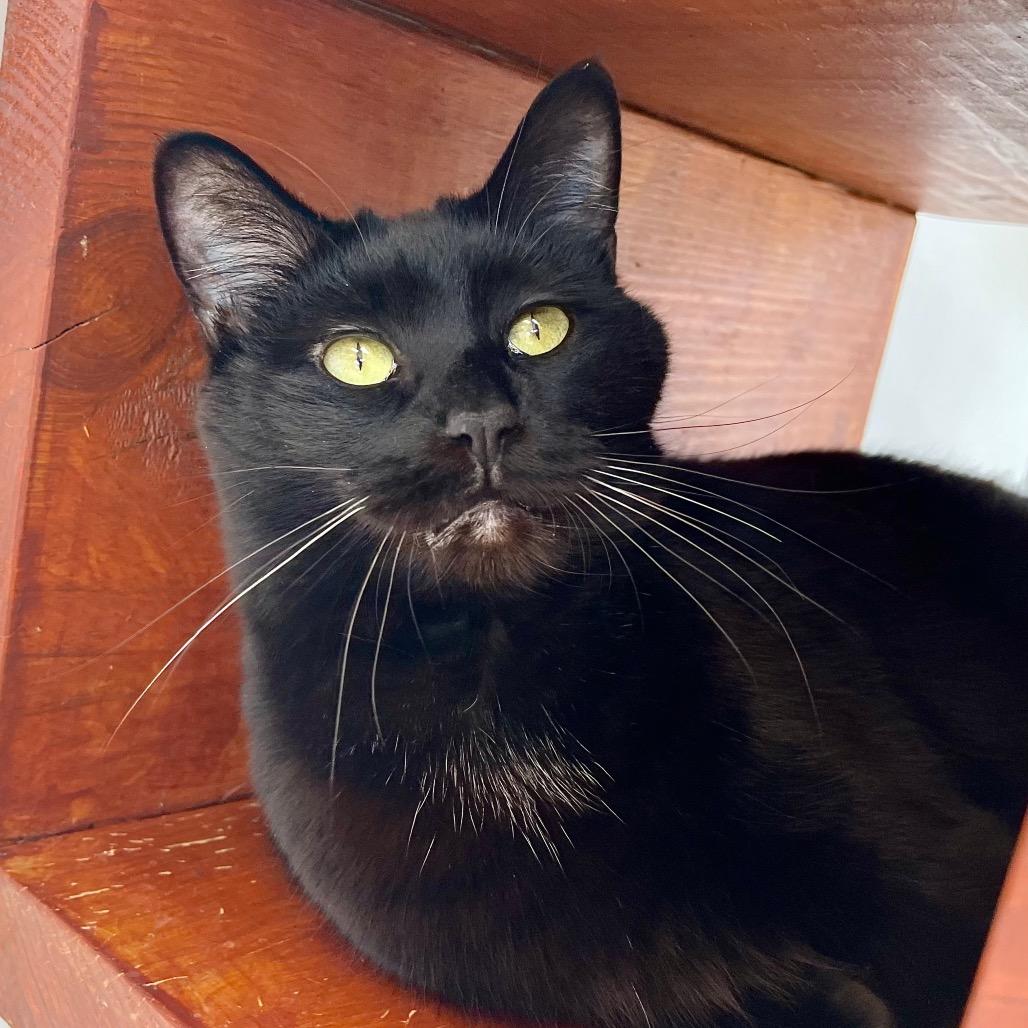 Enlarge Zora, a Adoptable Domestic Short Hair in Deerfield, IL image 4/5