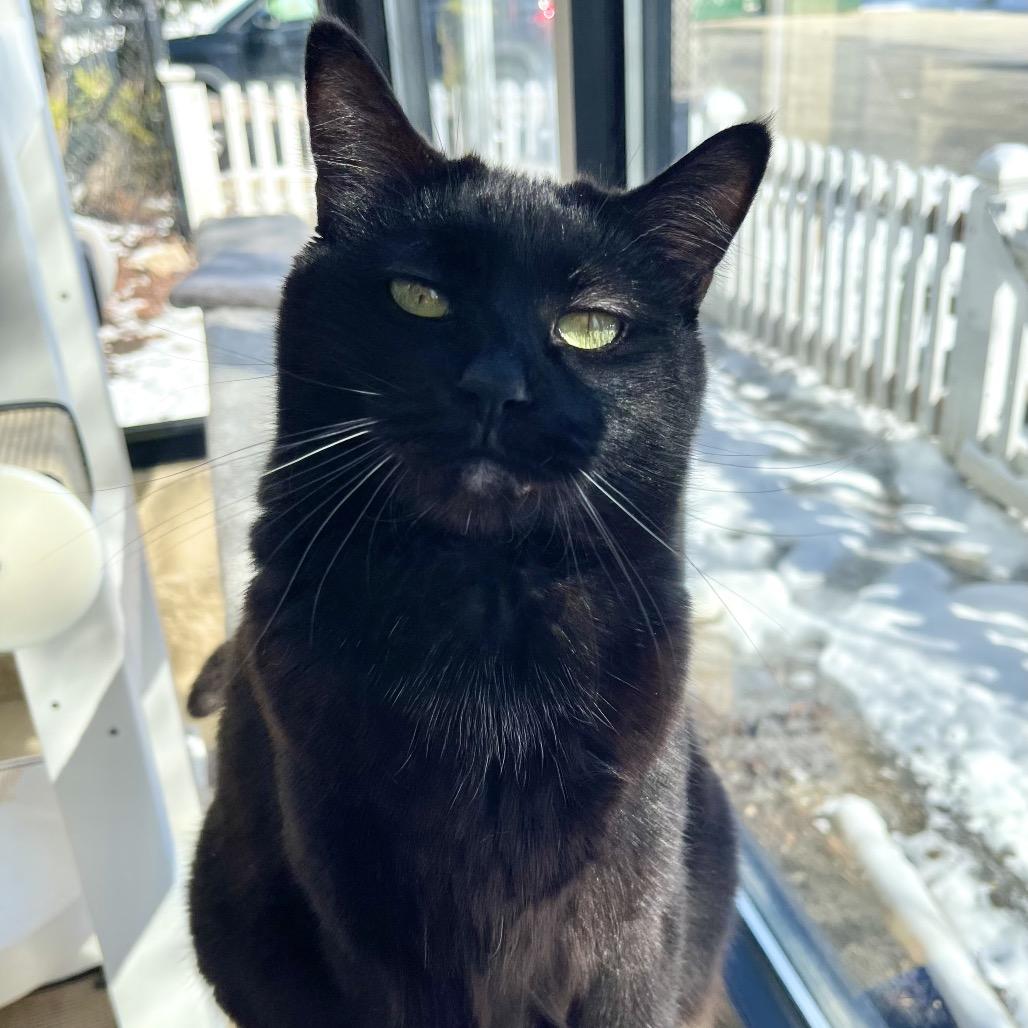 Enlarge Zora, a Adoptable Domestic Short Hair in Deerfield, IL image 3/4