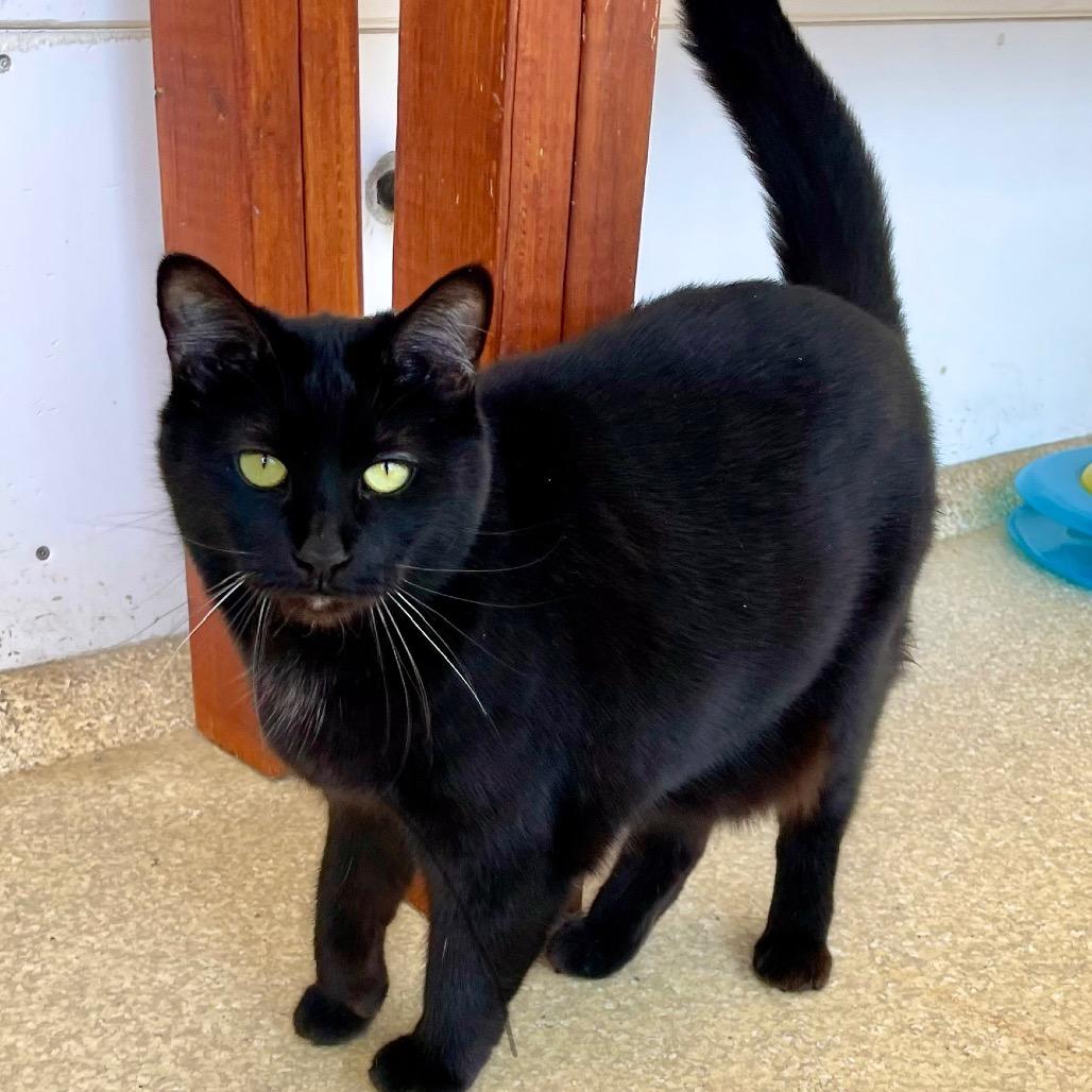 Enlarge Zora, a Adoptable Domestic Short Hair in Deerfield, IL image 5/5