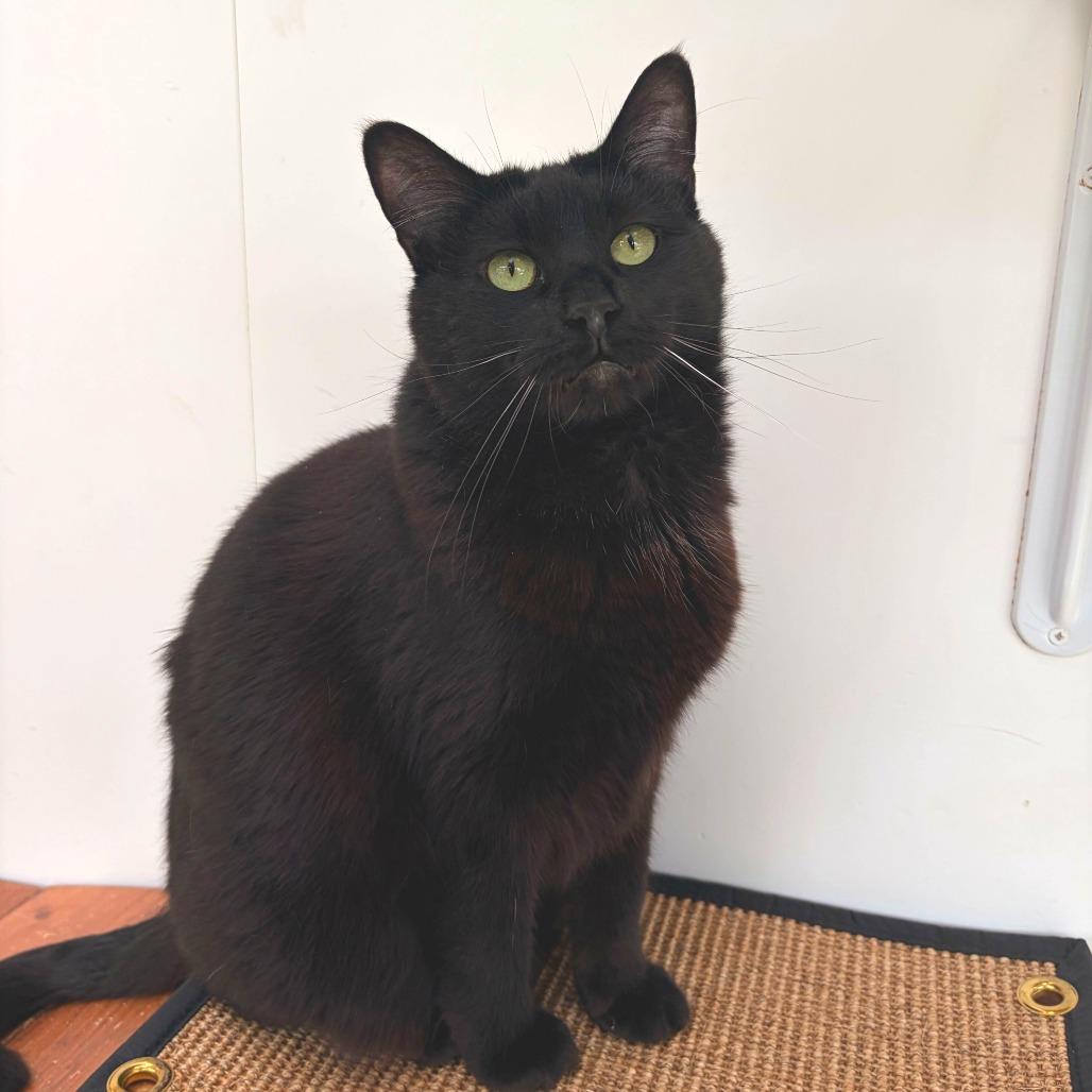Zora, a Adoptable Domestic Short Hair in Deerfield, IL image 5/5
