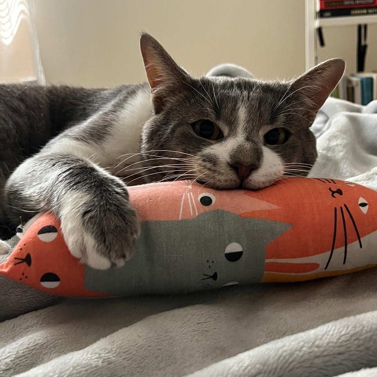 Prince, a Adoptable Domestic Short Hair in Astoria, NY image 1/5