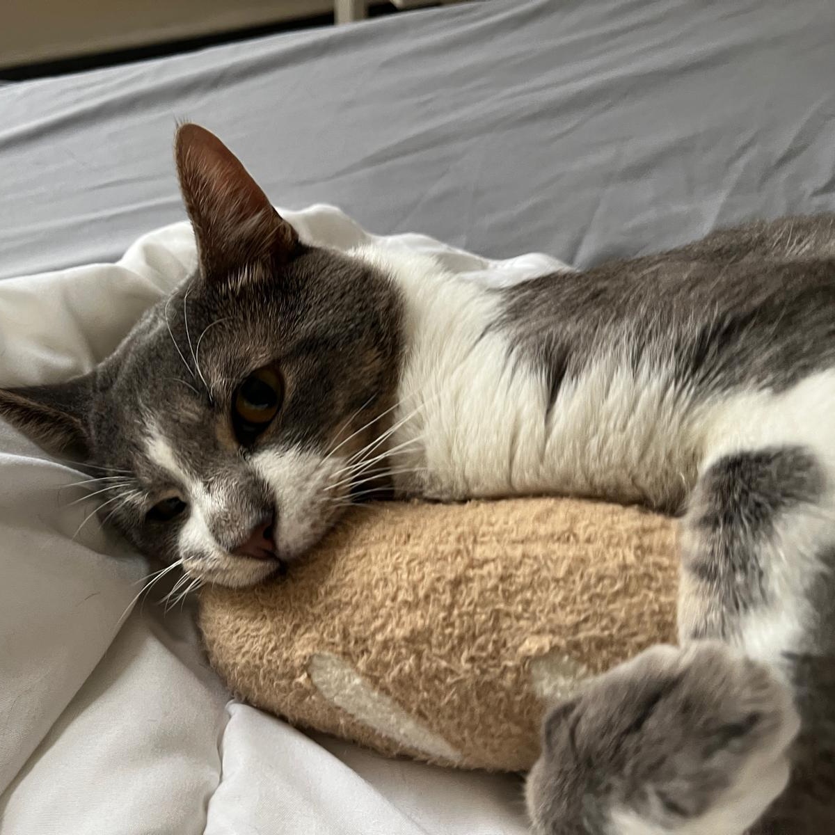 Prince, a Adoptable Domestic Short Hair in Astoria, NY image 5/5