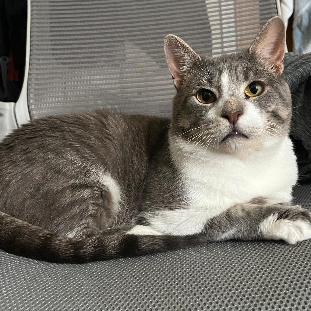 Prince, a Adoptable Domestic Short Hair in Astoria, NY image 3/5