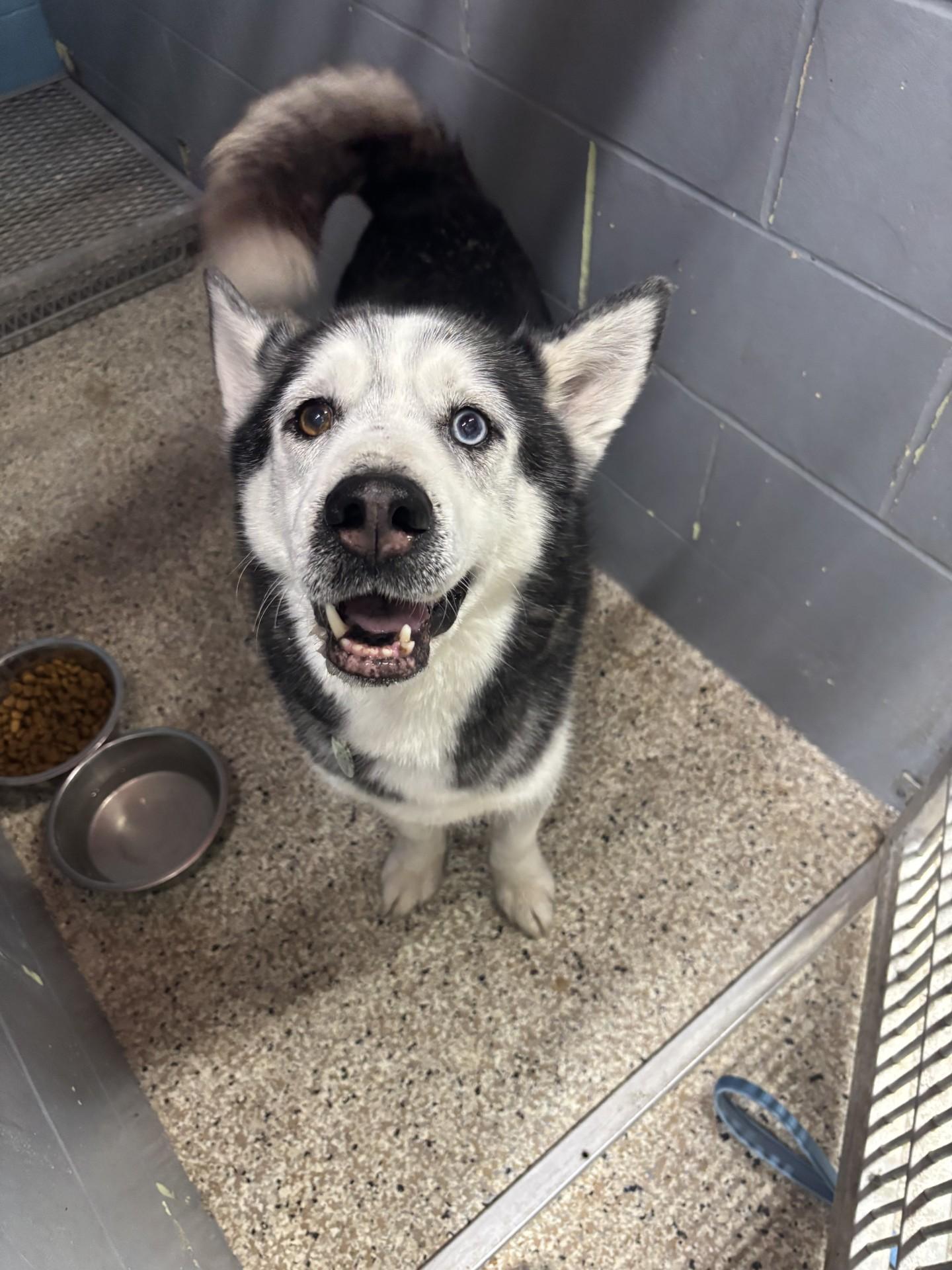 Enlarge Cuby, a ADOPTABLE Siberian Husky in Yorkville, IL image 1/1