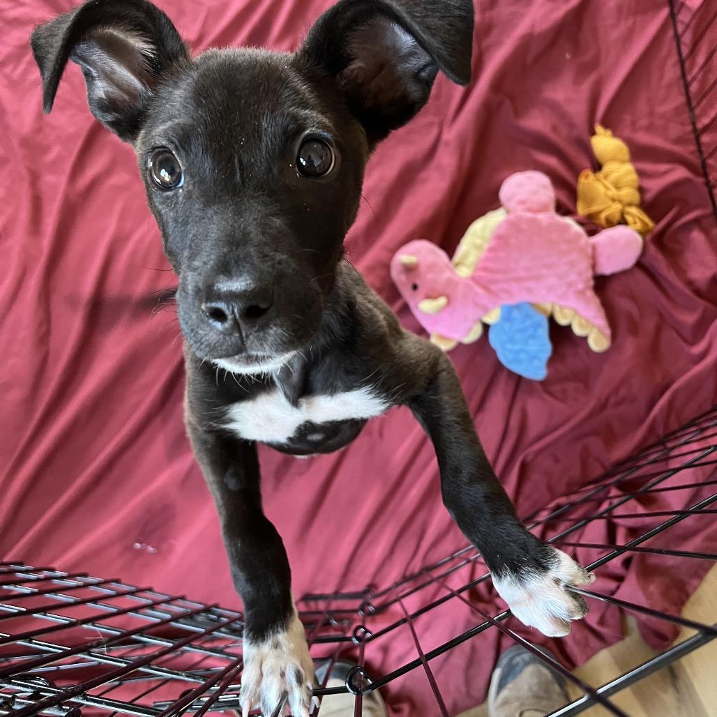 Mulch, a Adoptable Mixed Breed in Moab, UT image 1/6