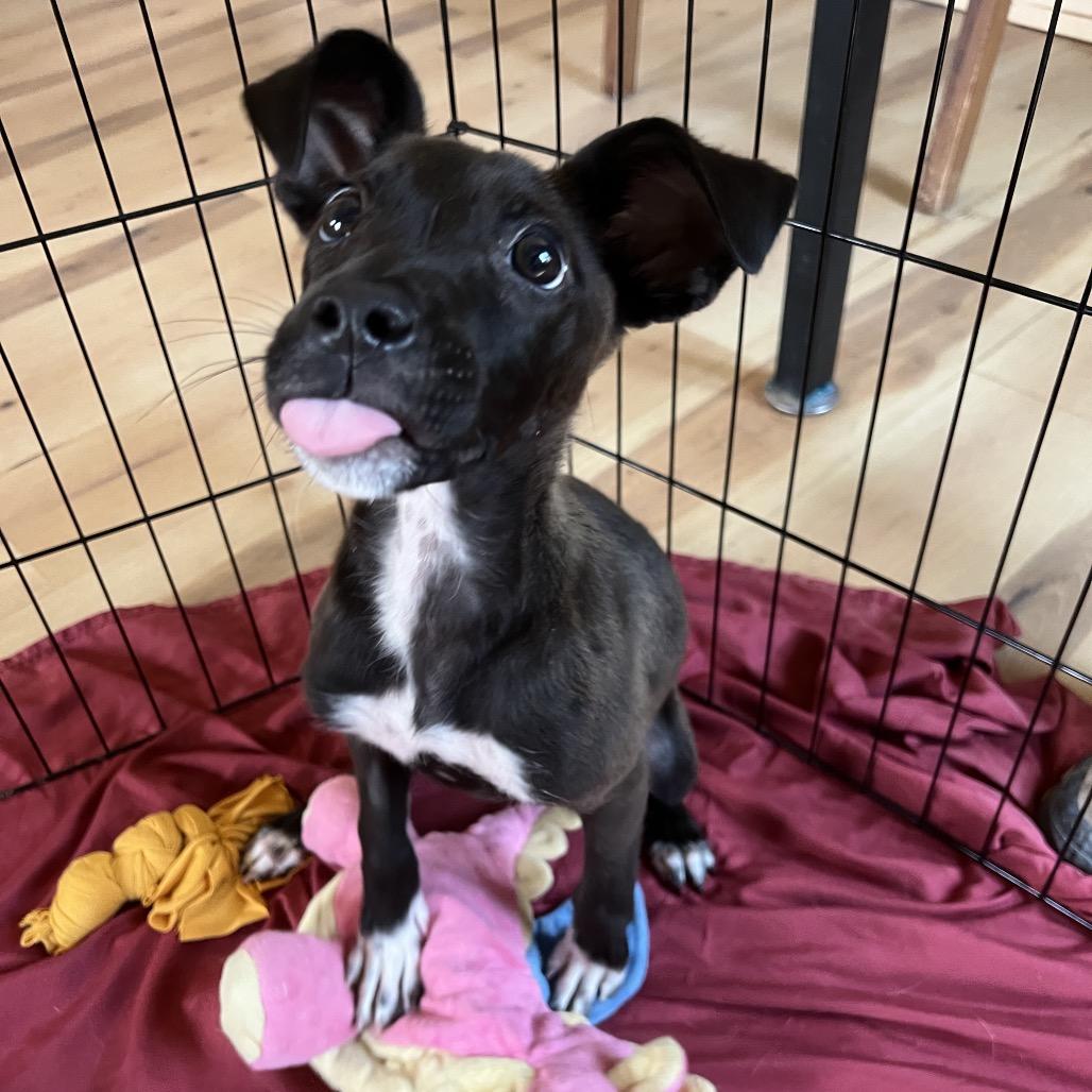 Mulch, Adoptable, Young Female Mixed Breed.