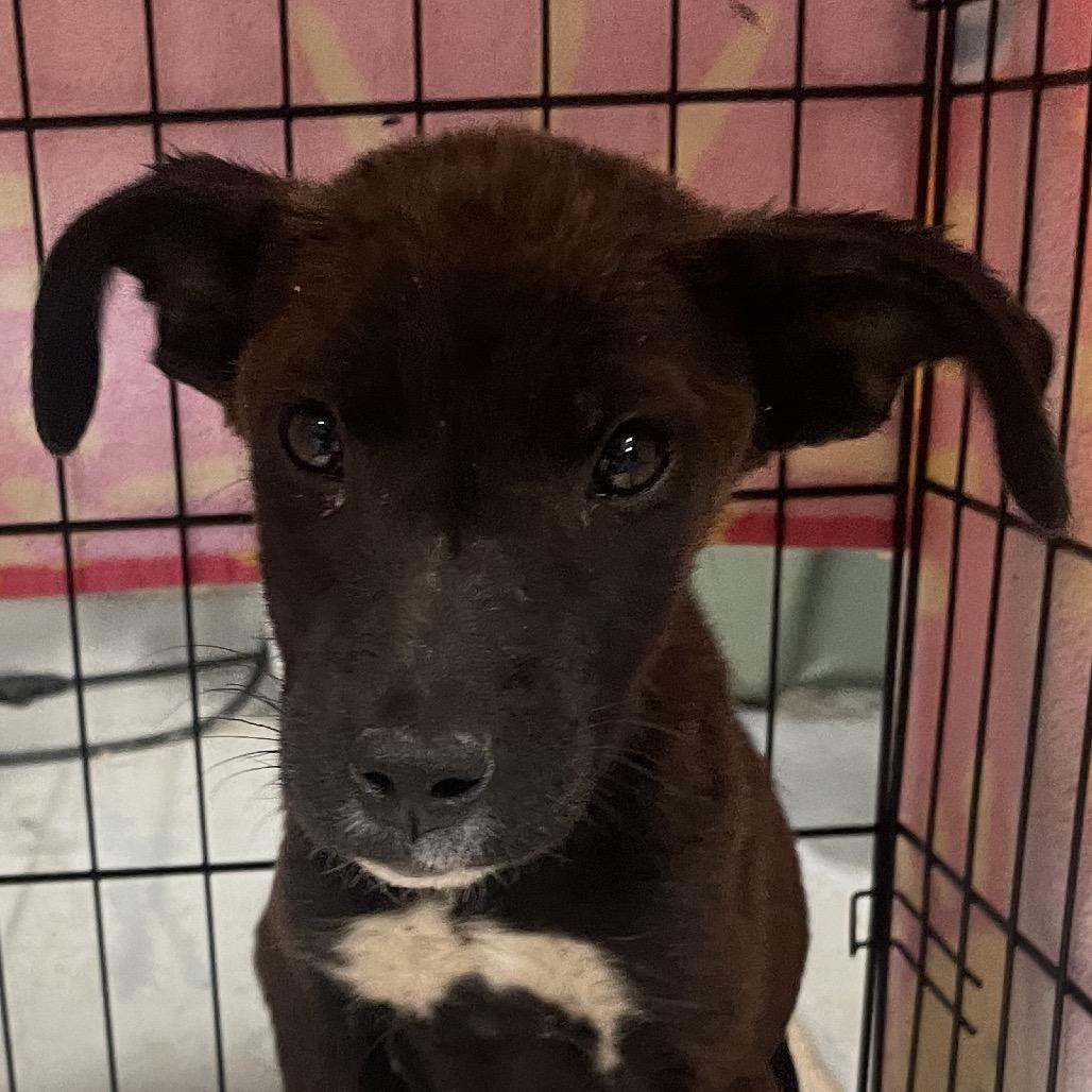 Mulch, a Adoptable Mixed Breed in Moab, UT image 3/6
