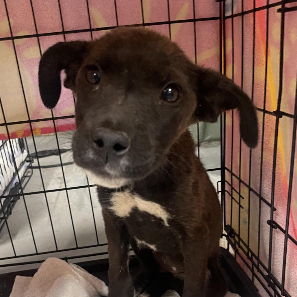 Mulch, a Adoptable Mixed Breed in Moab, UT image 4/6