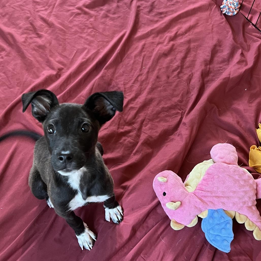 Mulch, a Adoptable Mixed Breed in Moab, UT image 5/6