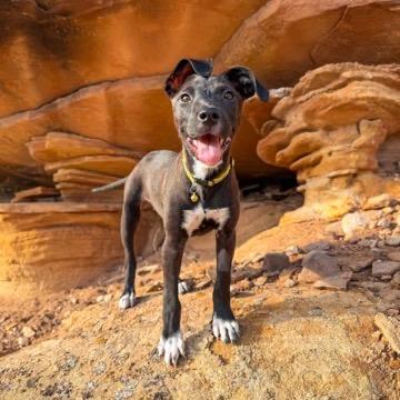 Enlarge Mulch, a Adoptable Mixed Breed in Moab, UT image 6/6