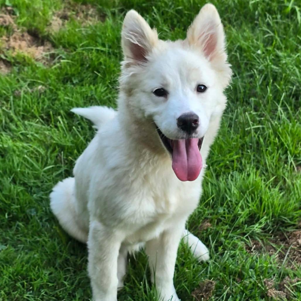 Enlarge Bentley, a Adoptable mixed breed in Alma, WI image 1/5