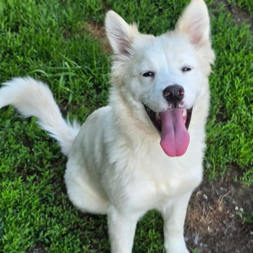 Enlarge Bentley, a Adoptable mixed breed in Alma, WI image 2/5