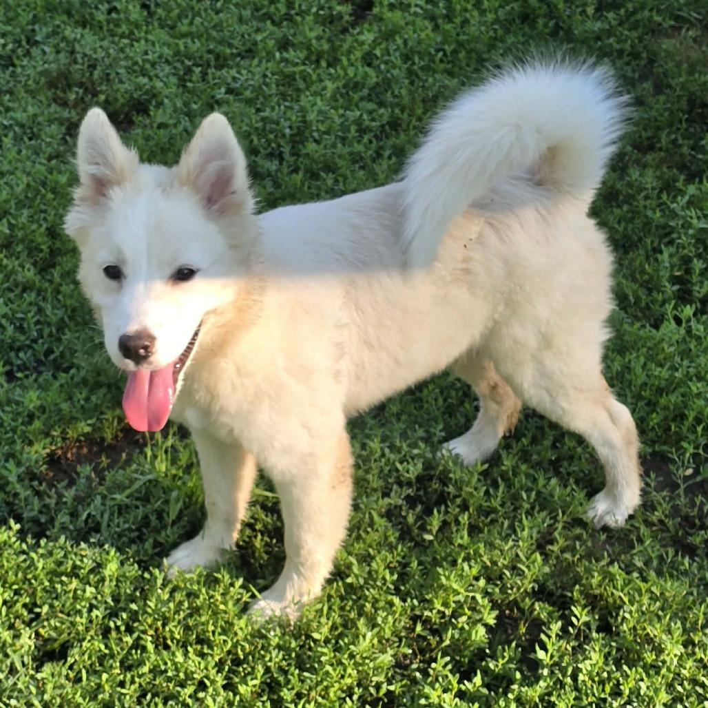 Enlarge Bentley, a Adoptable mixed breed in Alma, WI image 3/5