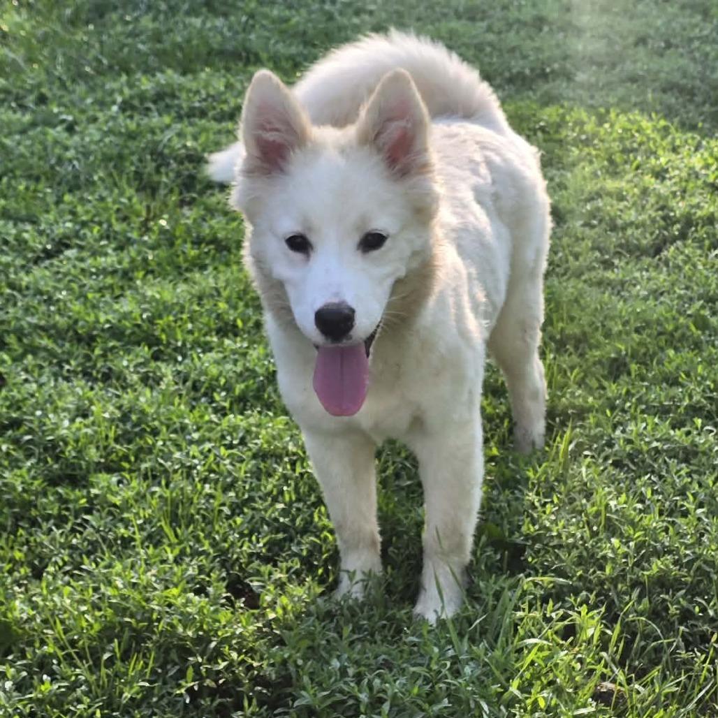 Enlarge Bentley, a Adoptable mixed breed in Alma, WI image 4/5