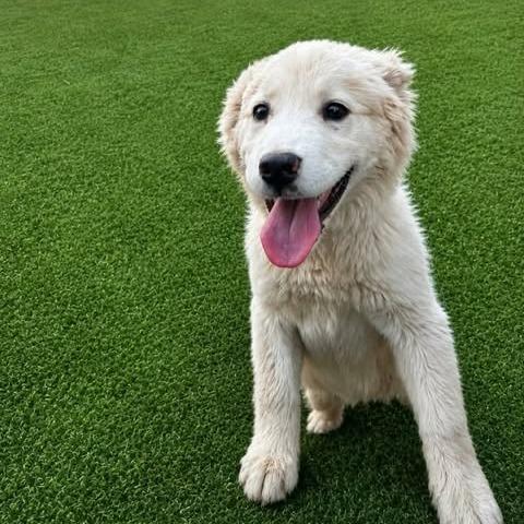 Enlarge Bentley, a Adoptable mixed breed in Alma, WI image 5/5