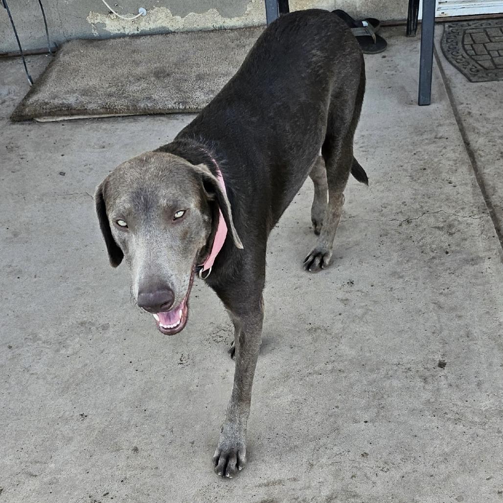 Enlarge *** Chloe, a Adoptable Weimaraner in Oceanside, CA image 2/3