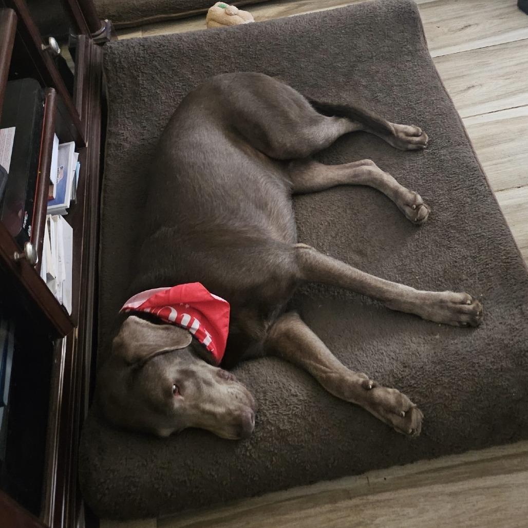 Enlarge *** Chloe, a Adoptable Weimaraner in Oceanside, CA image 3/3