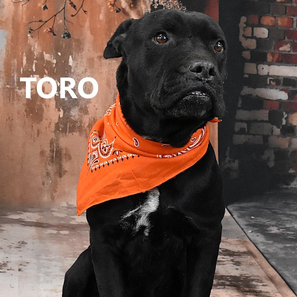 Enlarge Toro, a Adoptable Pit Bull Terrier in Yuma, AZ image 1/4