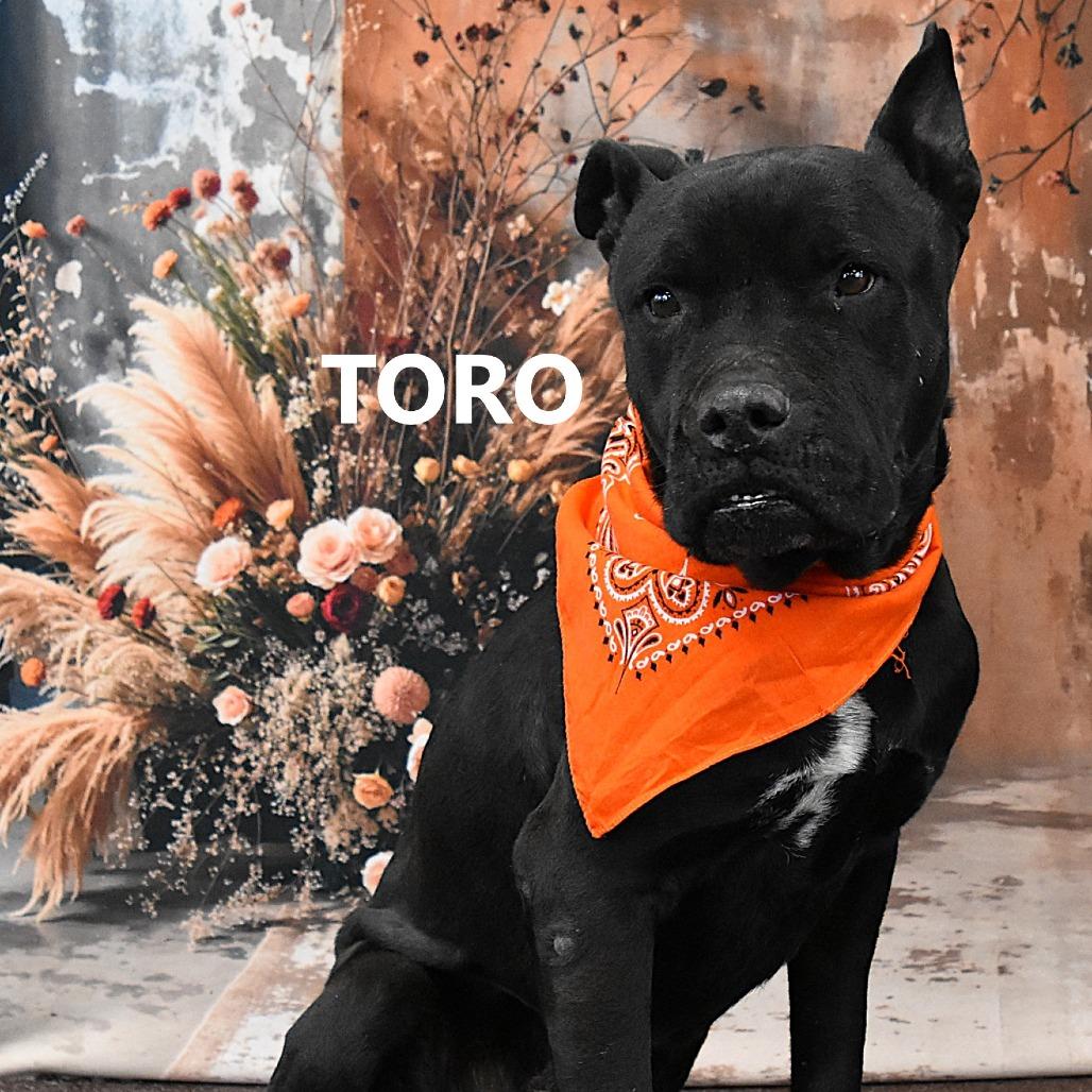 Enlarge Toro, a Adoptable Pit Bull Terrier in Yuma, AZ image 2/4
