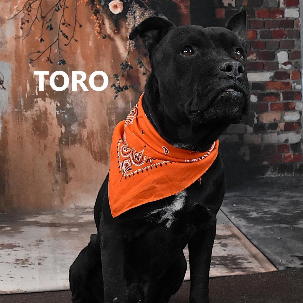 Enlarge Toro, a Adoptable Pit Bull Terrier in Yuma, AZ image 3/4